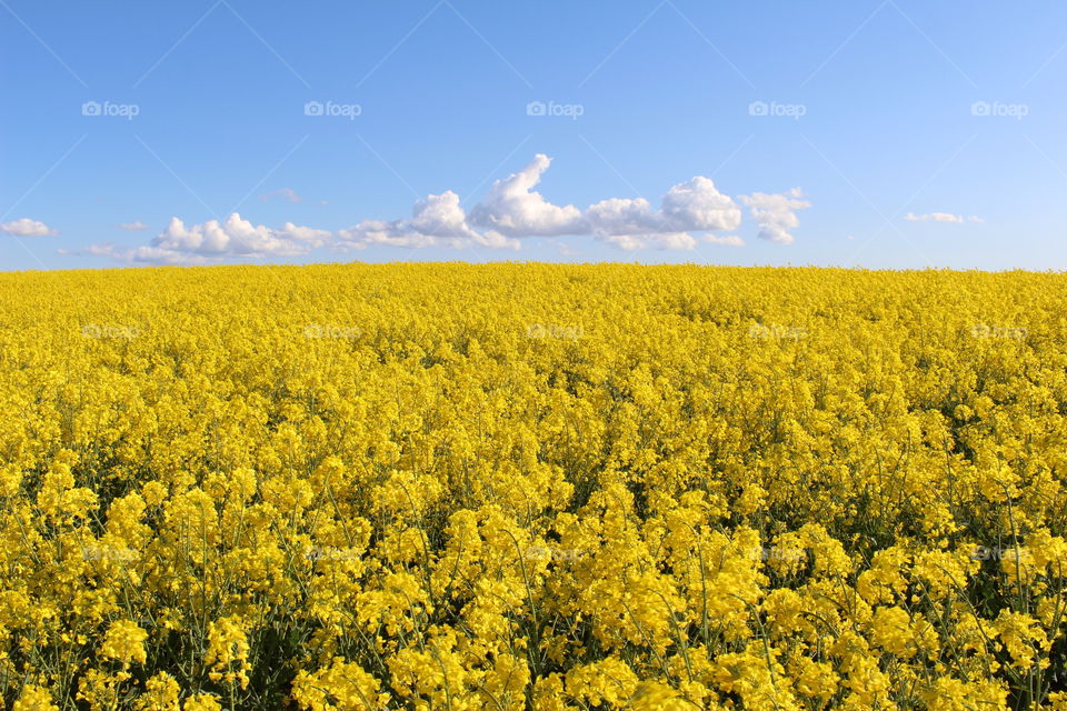 Golden spring blossom, yellow rapefield in Skåne, Sweden, agriculture 