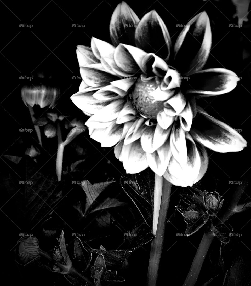 Black and white dahlia