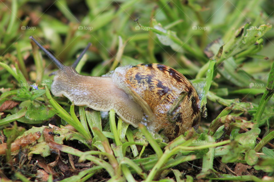 Snail Spit