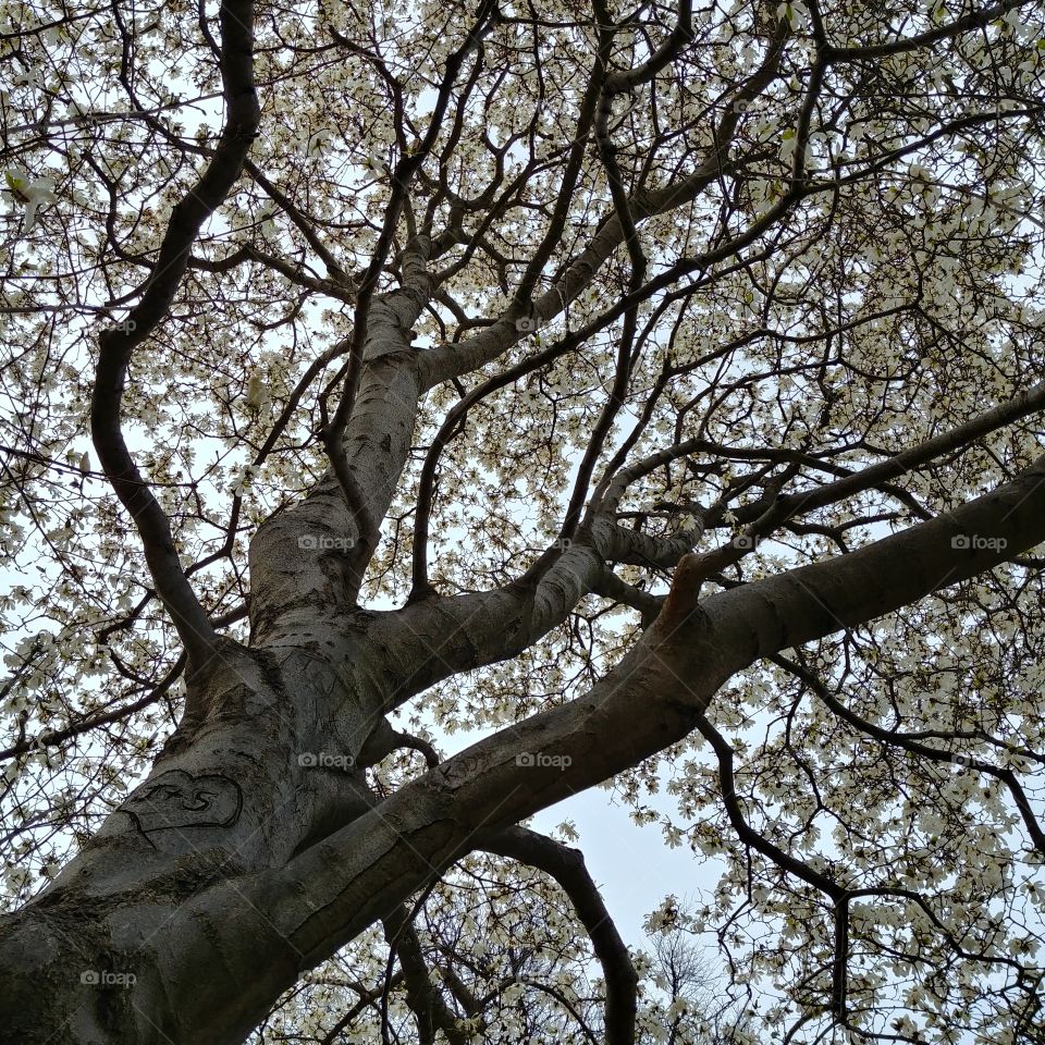 a blooming tree