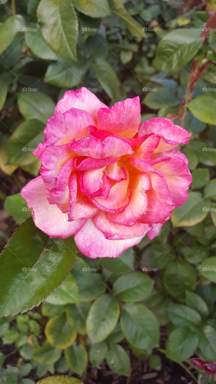 Pin Rose