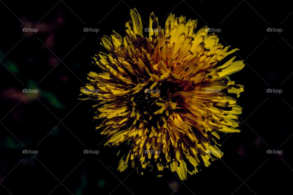 bright yellow dandelion soaking up the sunlight