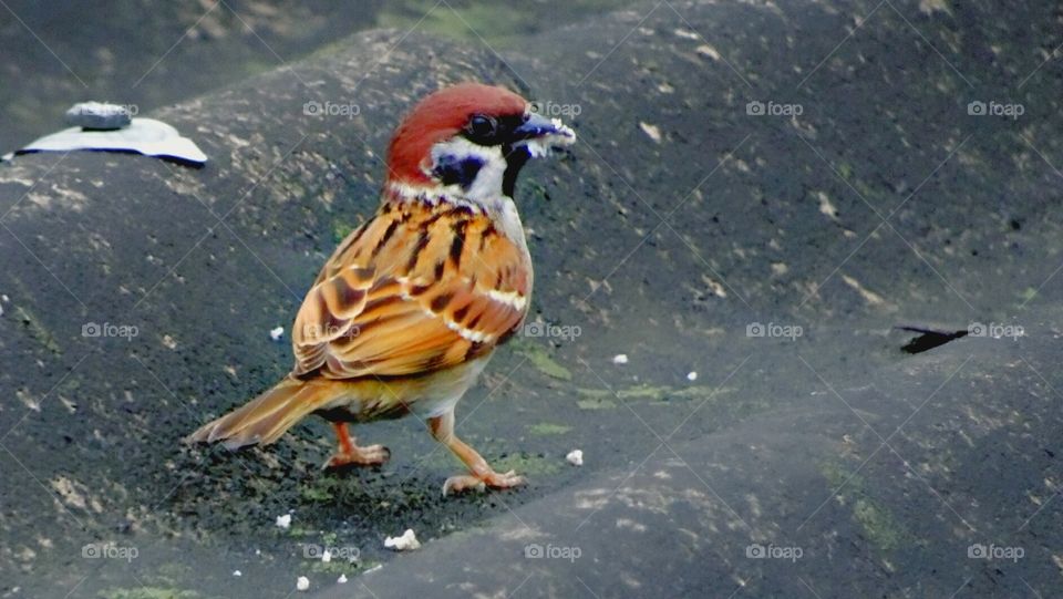 Sparrow are hungry after the rain stops.