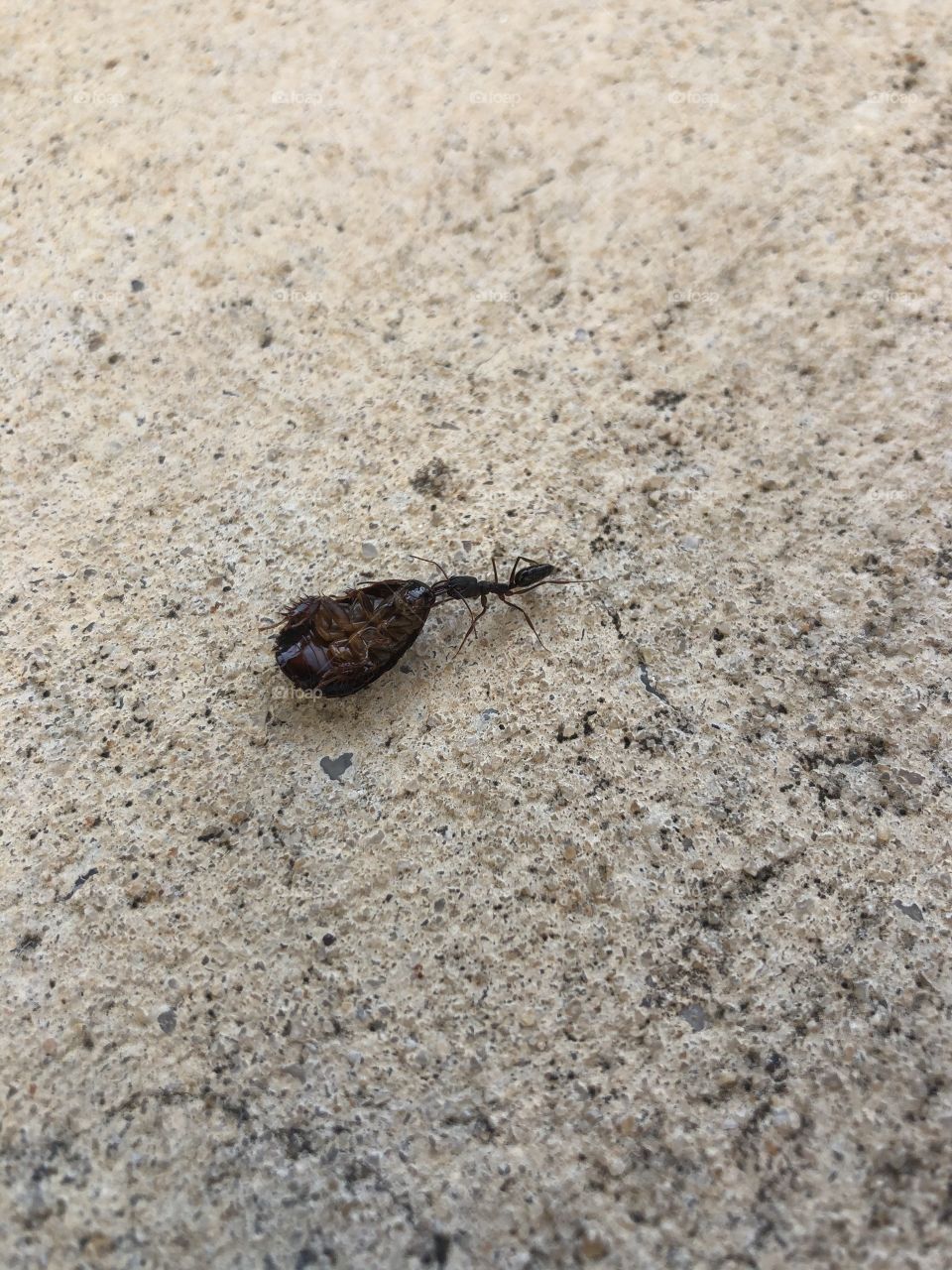 Strong ant pulling home large meal to share 