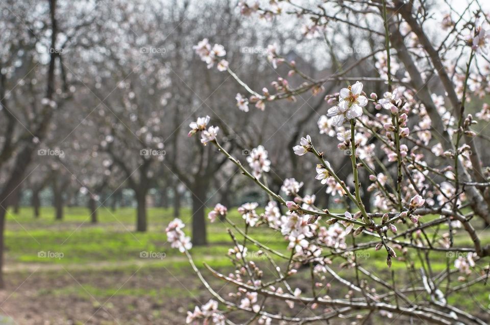 almond blossoms in spring