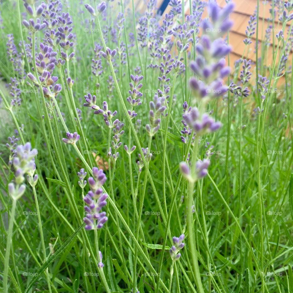 Lavender garden 