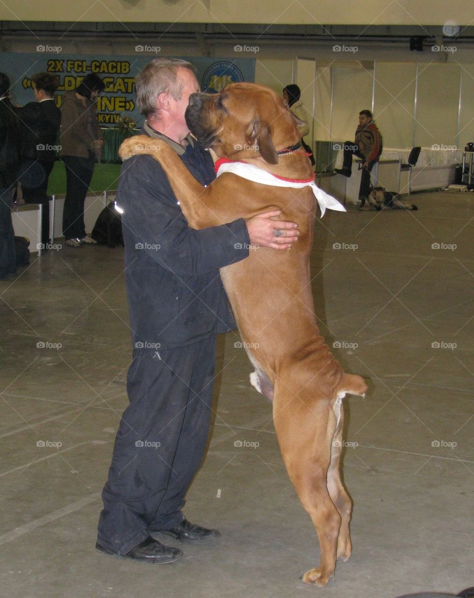 An enormous dog hugs the owner, a dog is a more owner, love of zoons, exhibition of dogs
