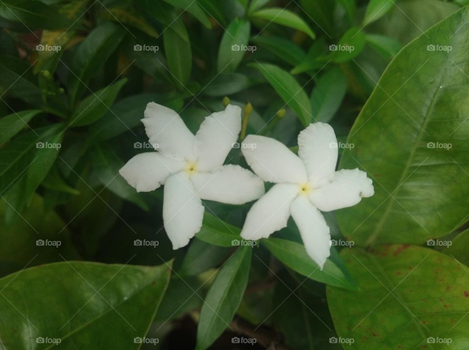 white flower seasonal fresh shurb small size looks very beautiful generally found everywhere