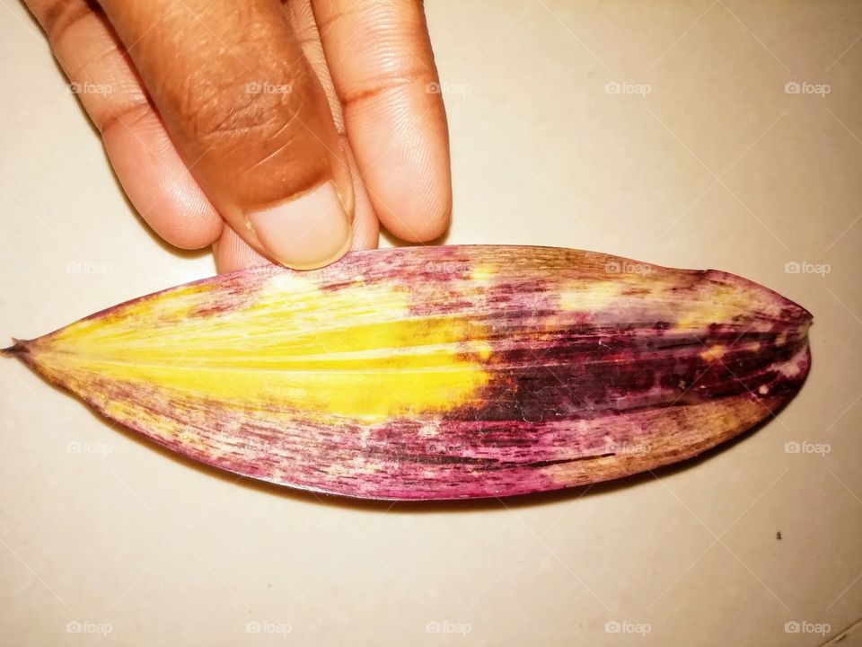 Plant and yellow colour