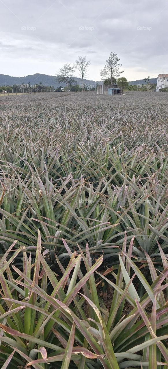 Pineapple Field, Luye Township, Taitung County
