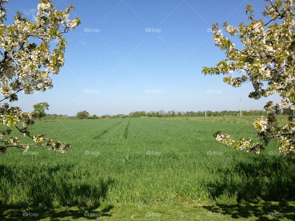 Spring time . Trees in flower and between field of wheat