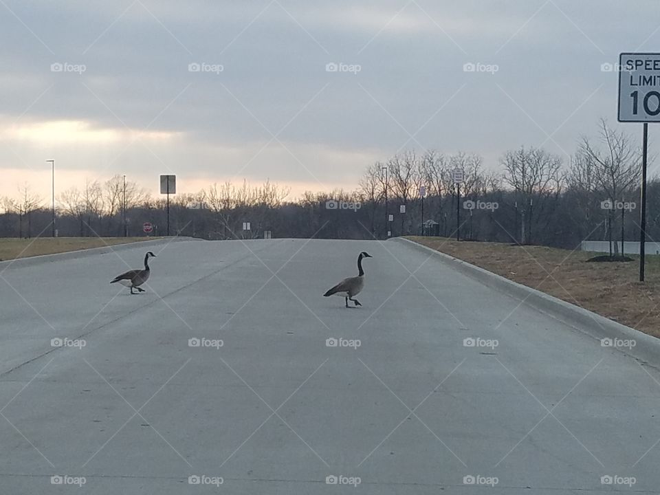 Why did the geese cross the road?