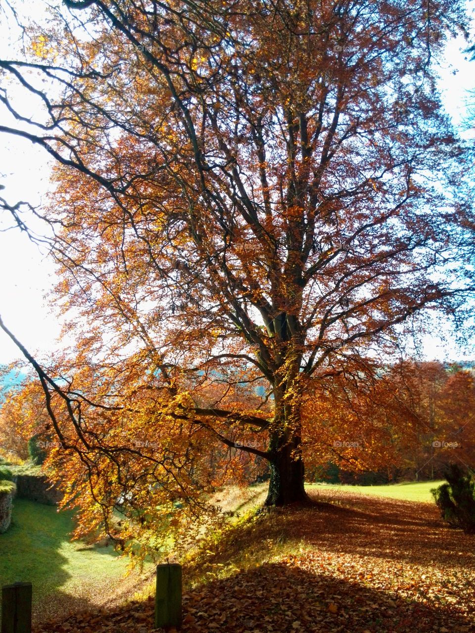  Impressively large tree in Autumn