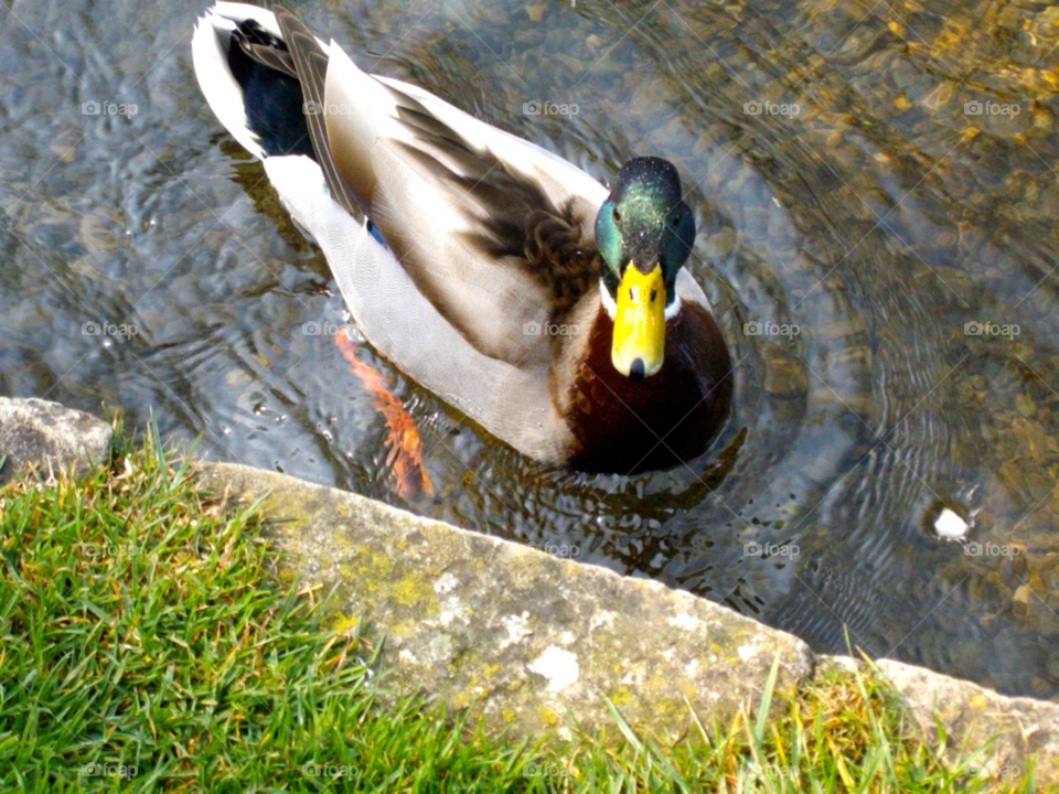 duck male uk by iantimms