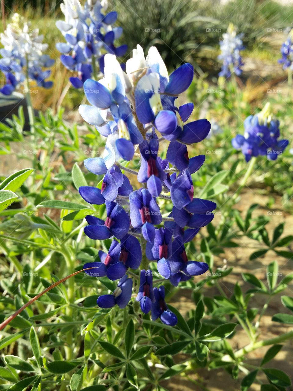 Bluebonnet wildflowers in a flower bed