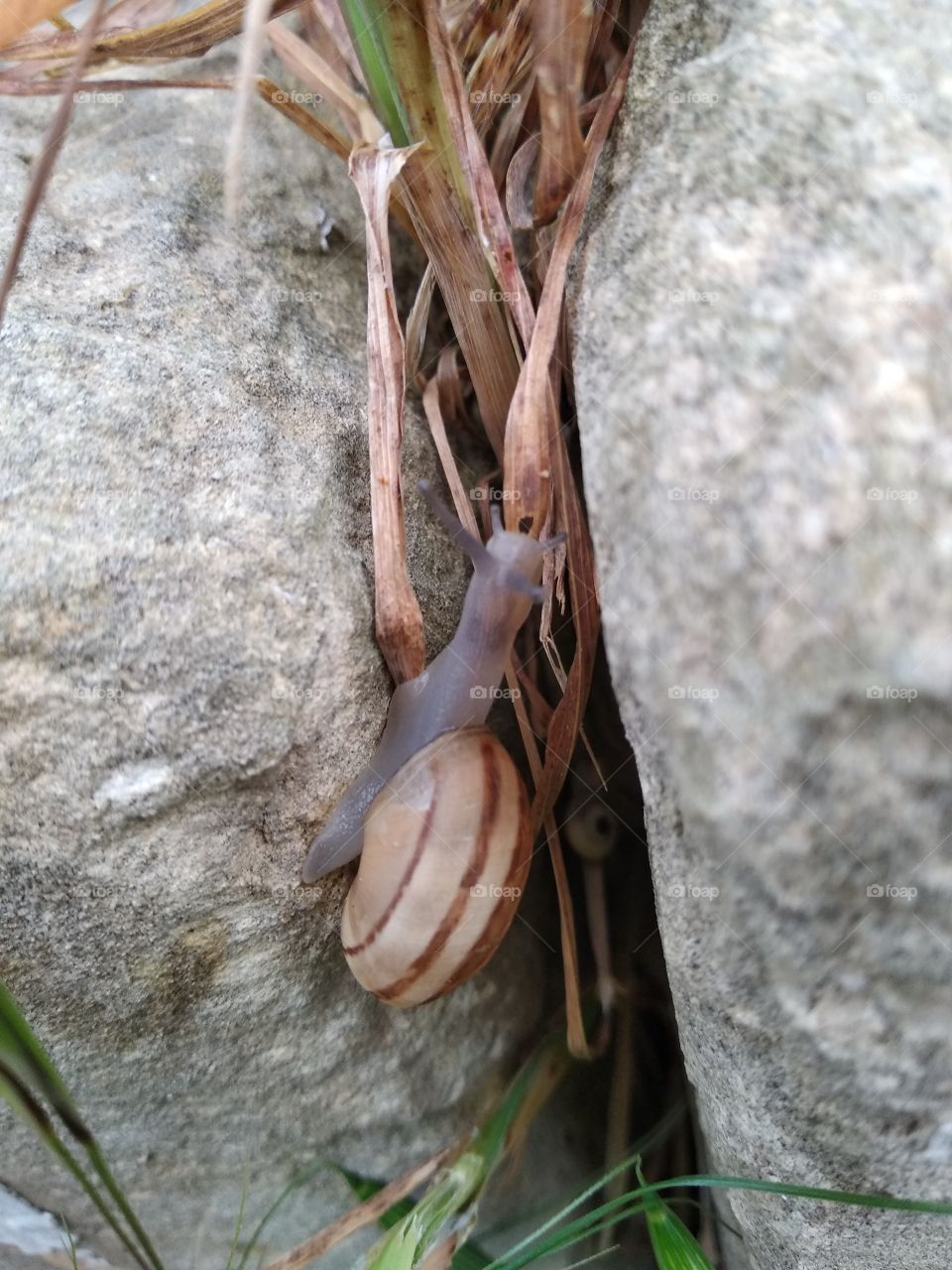 Snail