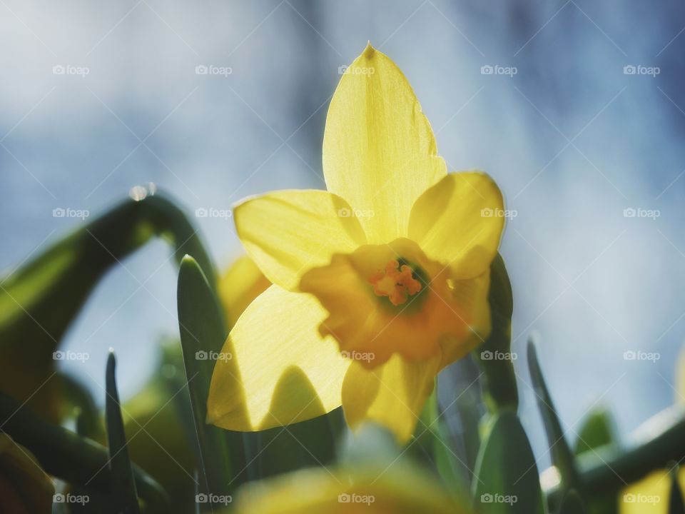 Close up of daffodil flower against sky