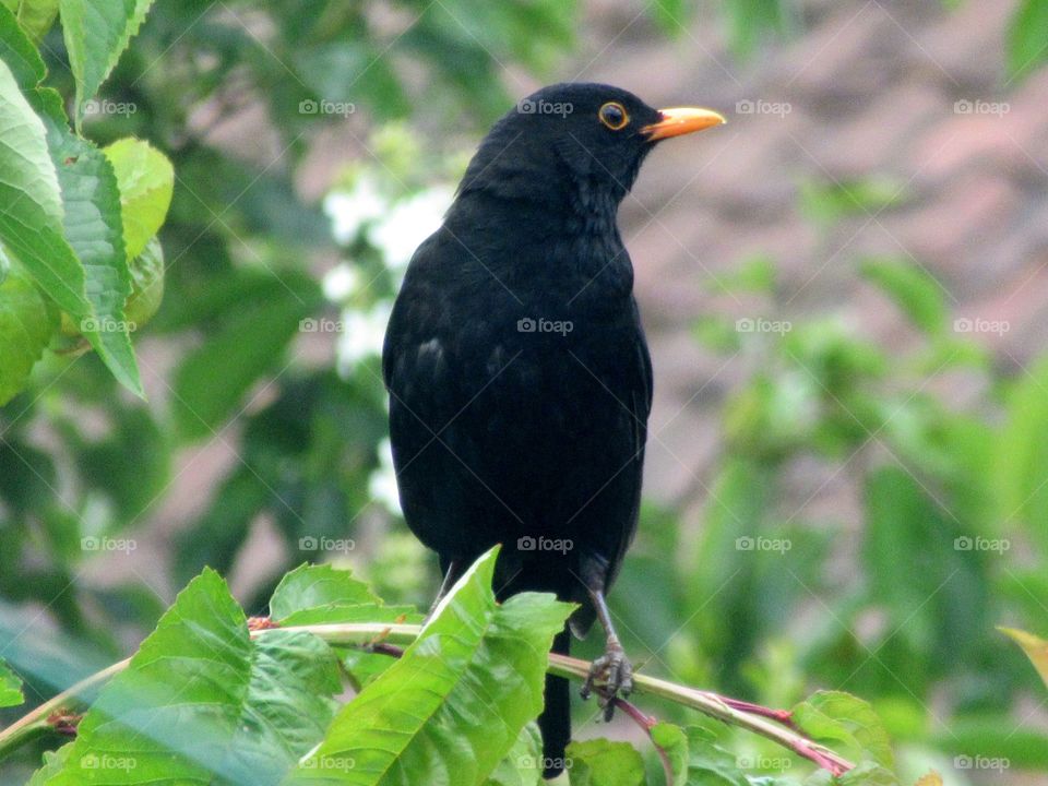 Blackbird