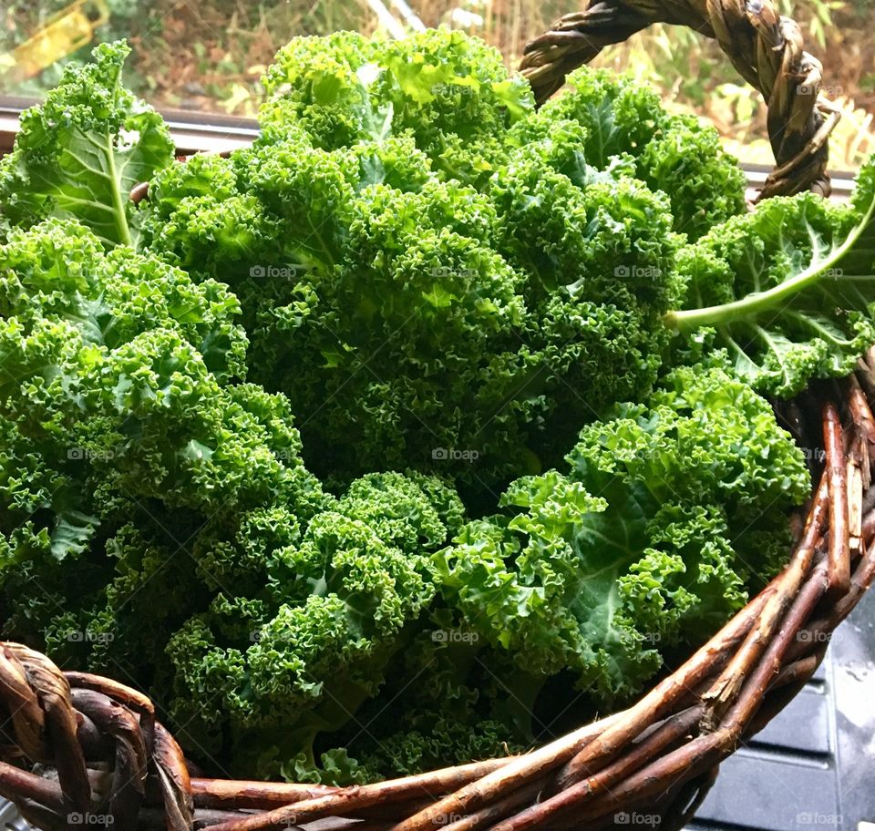 Green cabbage  Leaves in  Basked