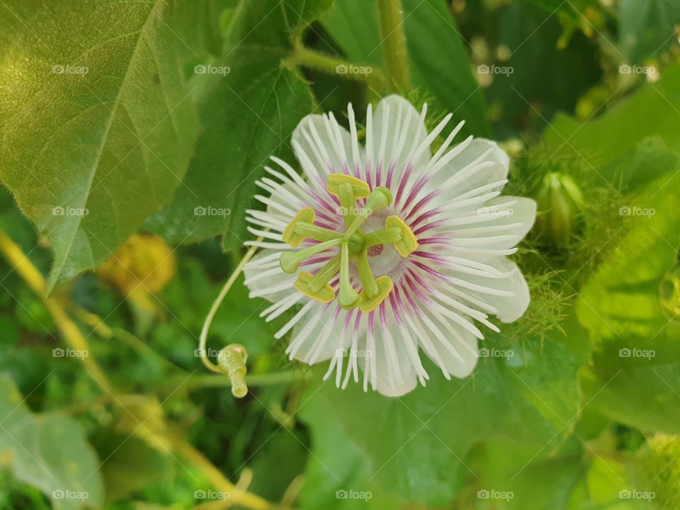 Passiflora flower