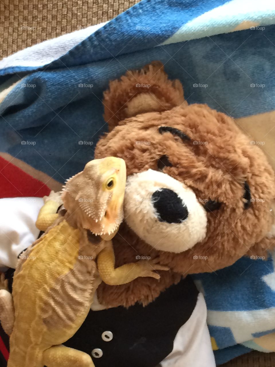 Lizard and teddy 