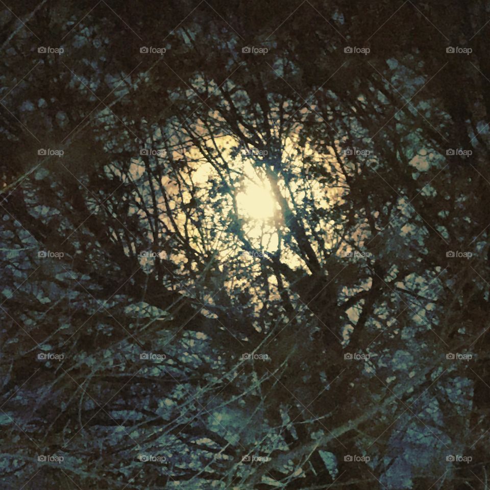 Super Moon heart shaped view through the trees. 