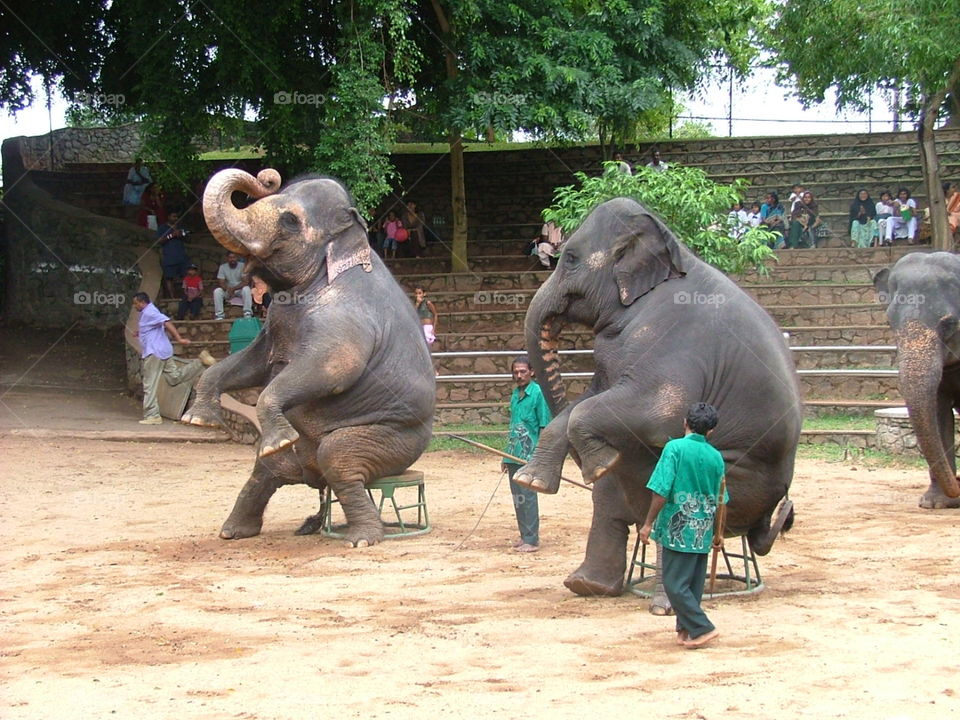 elephants