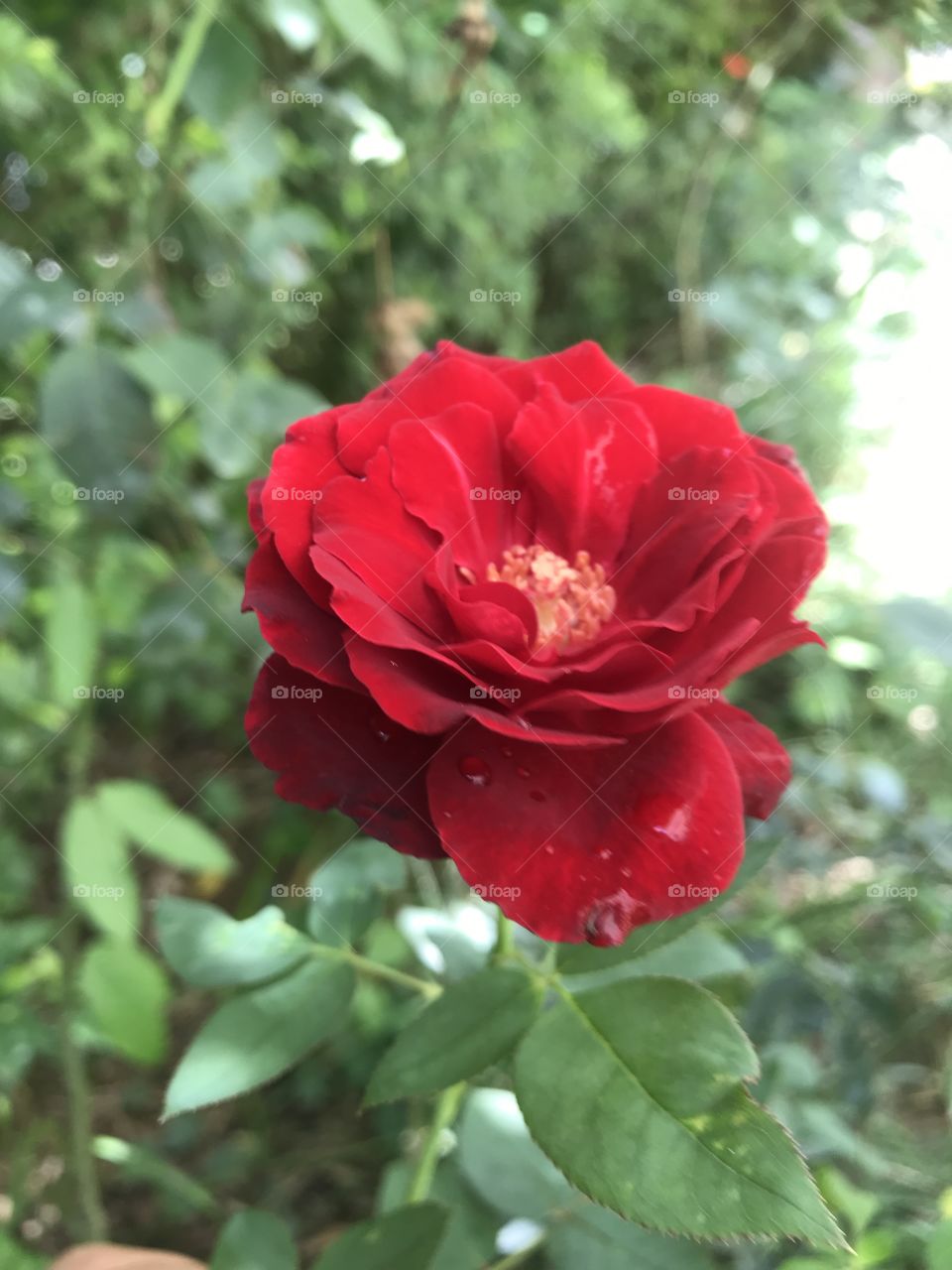 Rosa hybrida arrow1.gif (56 bytes) 