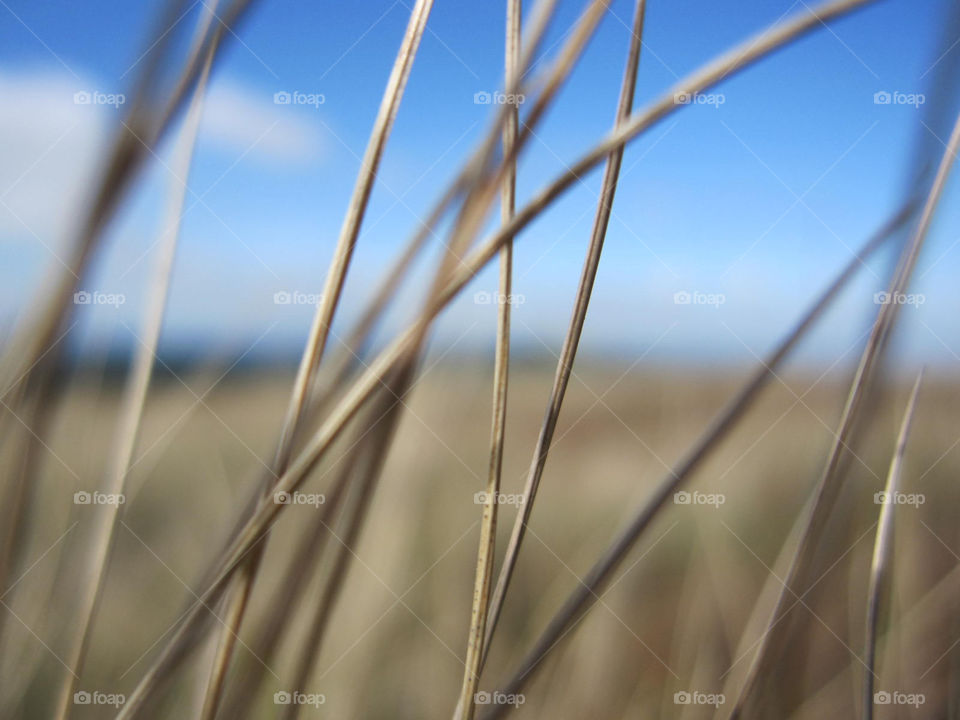 sky nature macro close by bubu