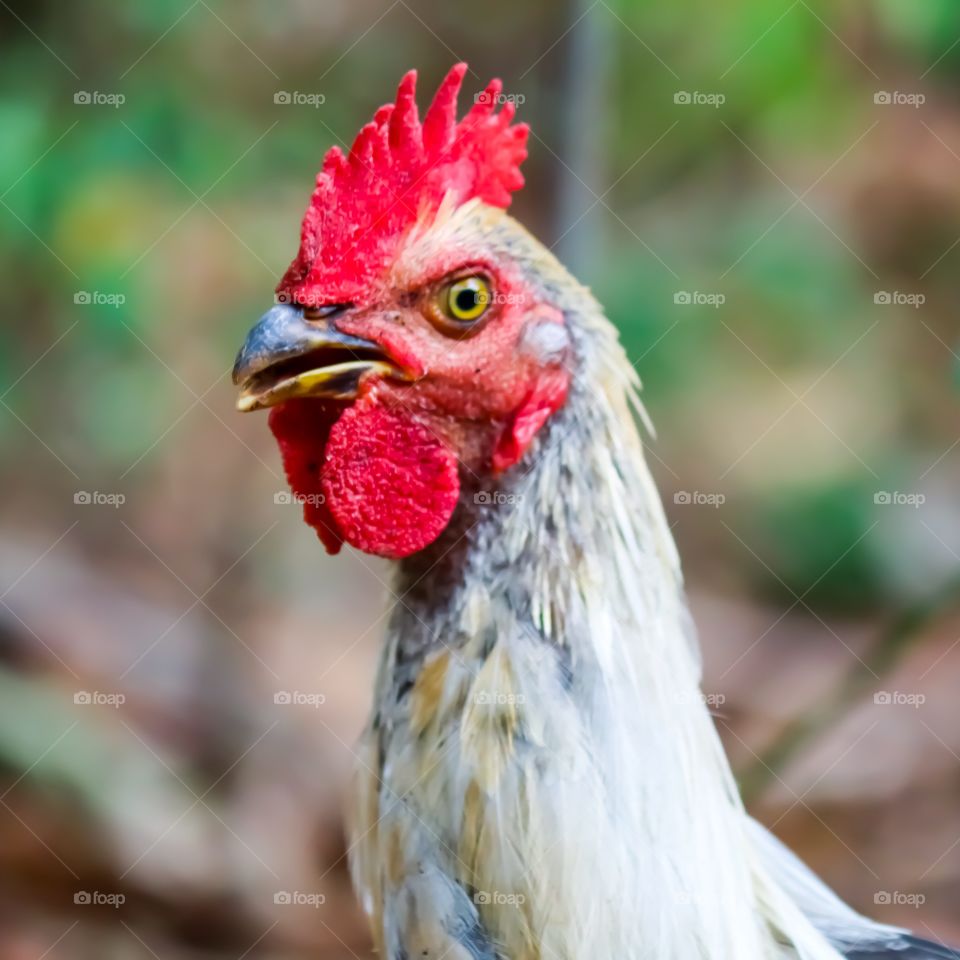 Kampong chicken