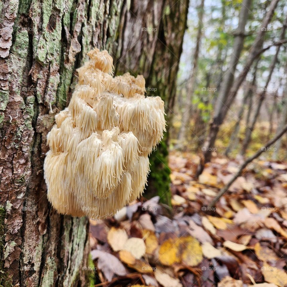 lions mane