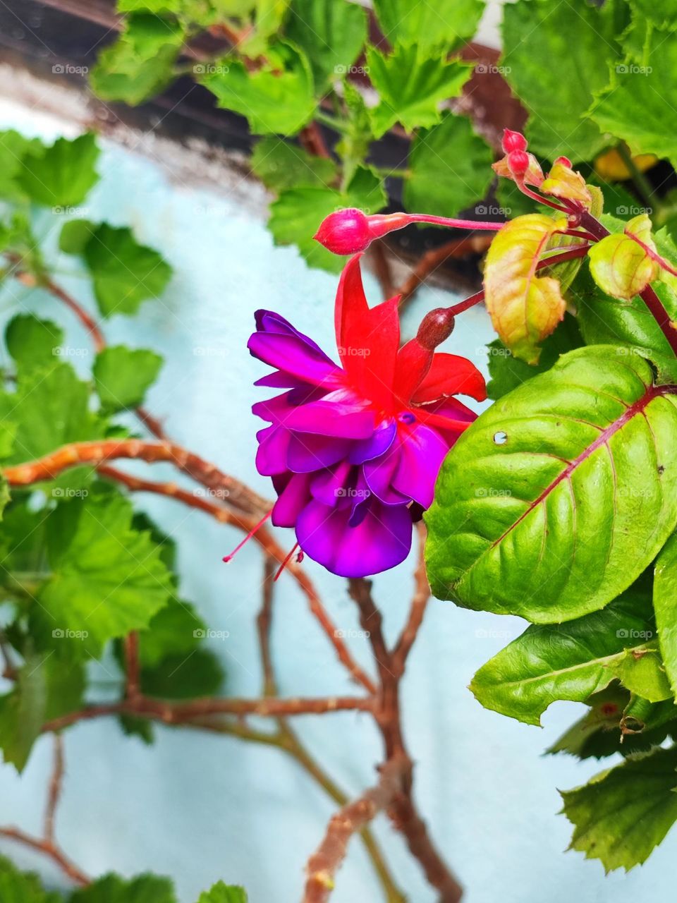 flora en el cauca Colombia