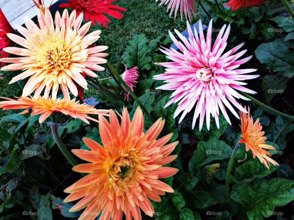 Florescem e destacam-se na primavera