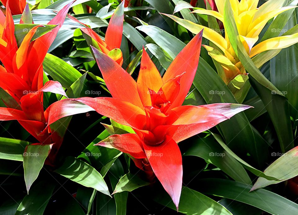 Close-up of flowers