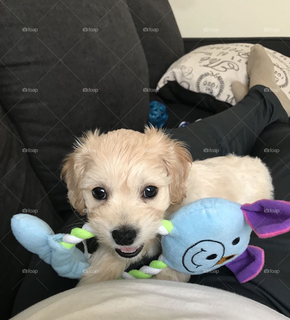 Cute and adorable cavachon puppy biting on toy