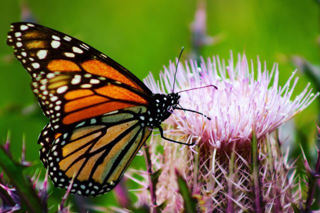 ButterMilk Thistle