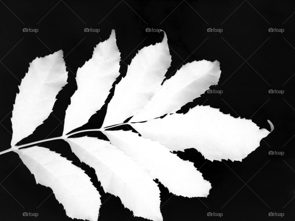 white leaves