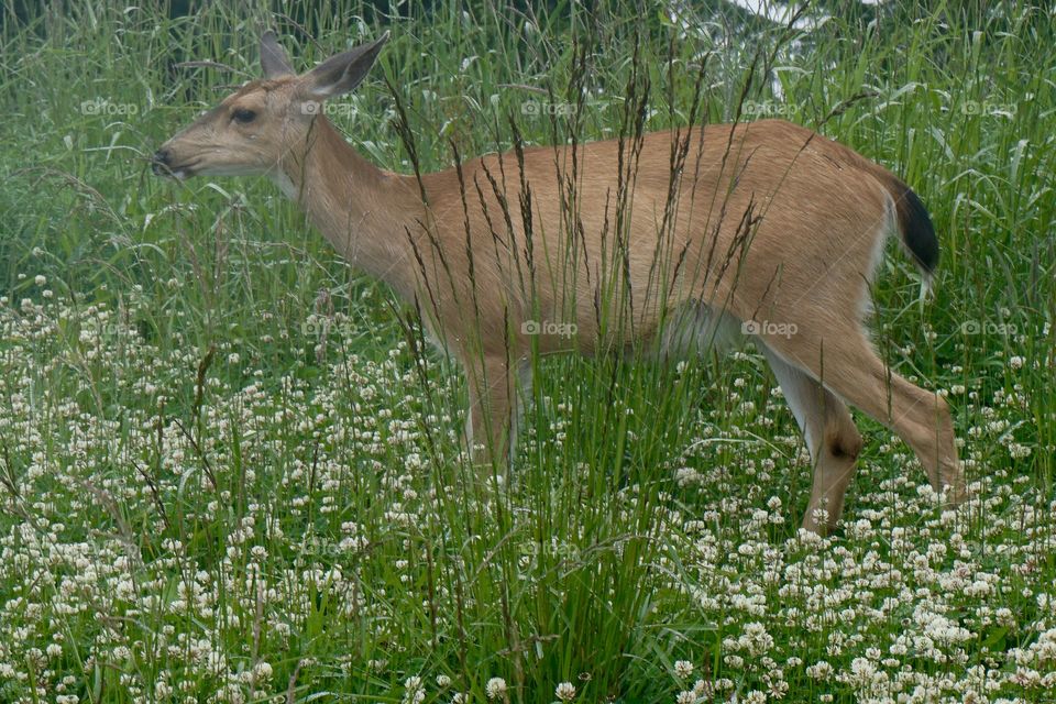 A red deer made a sudden appearance in a meadow looking for lunch ...