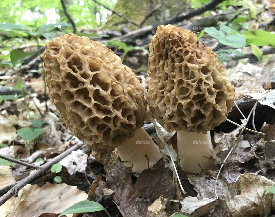 Morel Mushrooms from Northern Michigan 