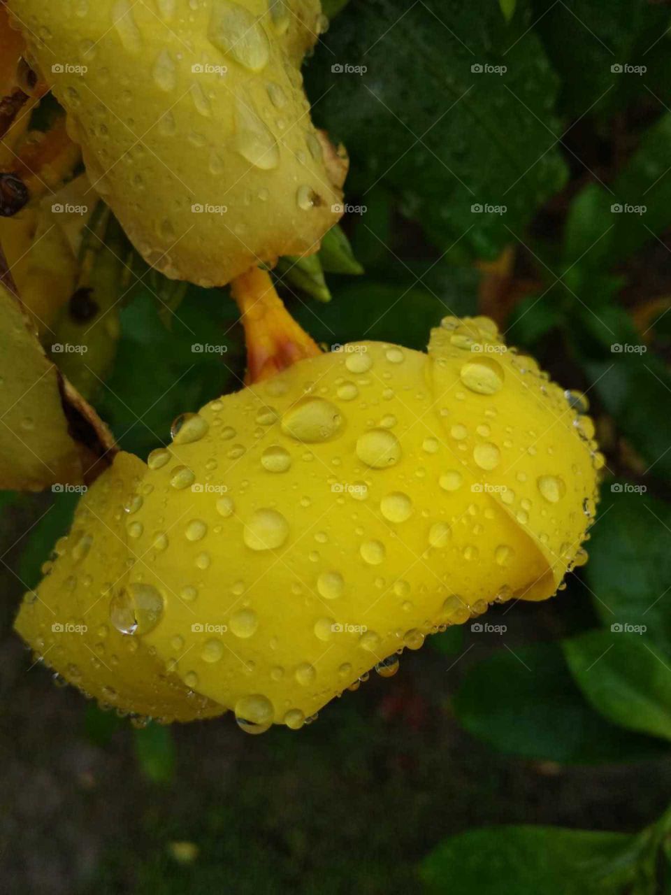 rain drops in flower