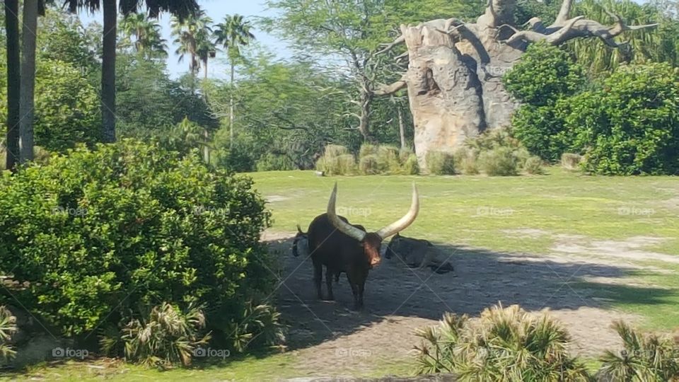 Anclote Cattle rests in the shade at Animal Kingdom at the Walt Disney World Resort in Orlando, Florida.