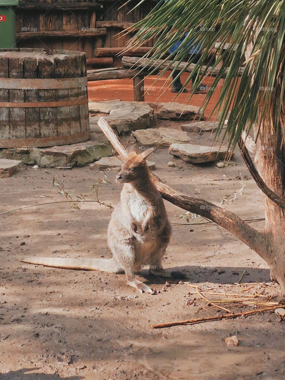 little kangoroo