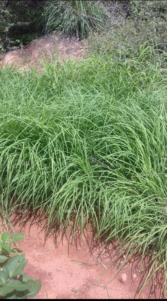 grass lands are beautiful