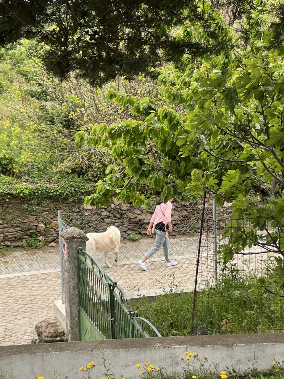 Walking dog in the yard