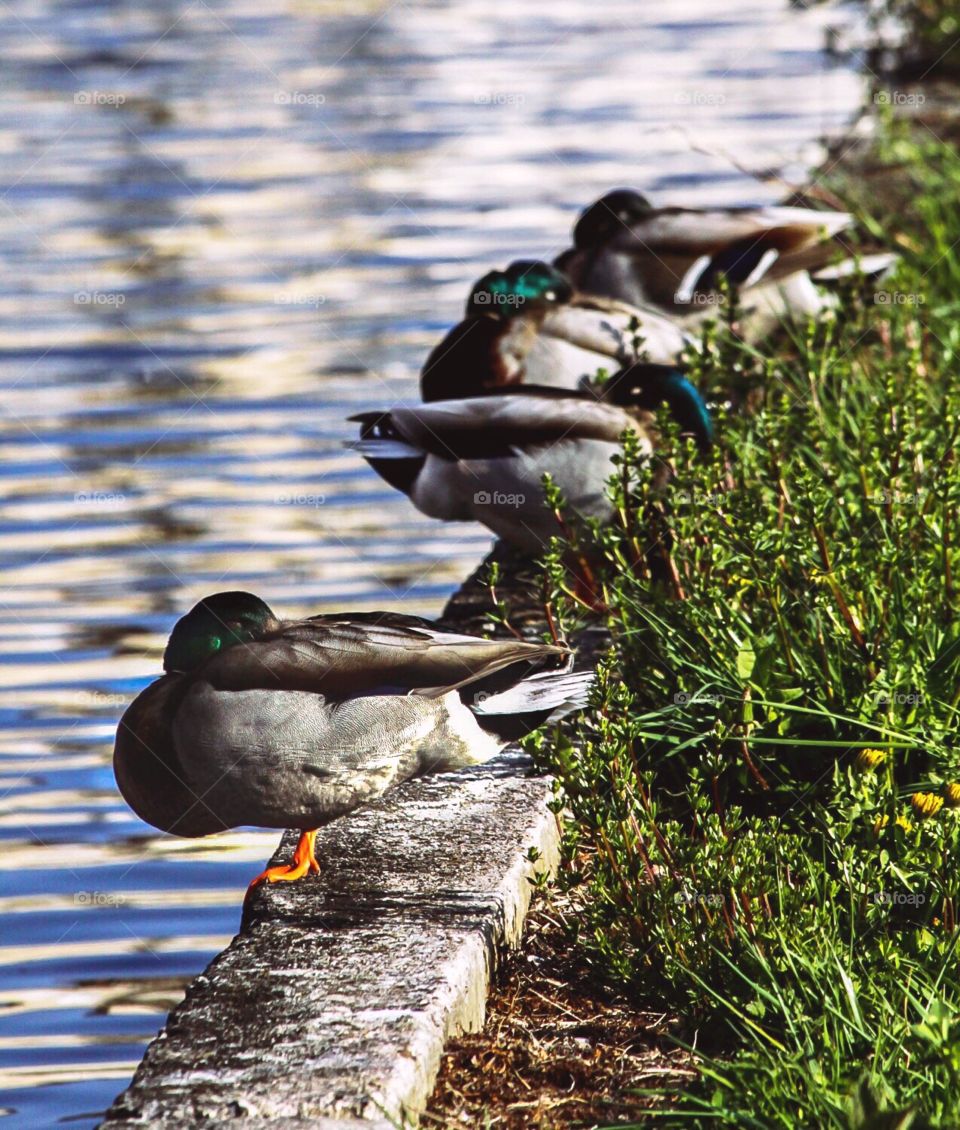 Ducks on the banks of the river Sitter, St. Gallen Switzerland