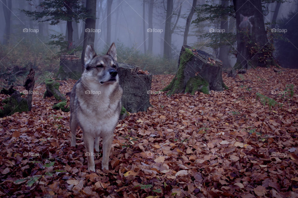 Wolf-dog in the autumn Forest 
