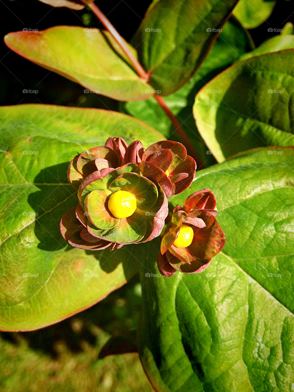 High angle view of plant