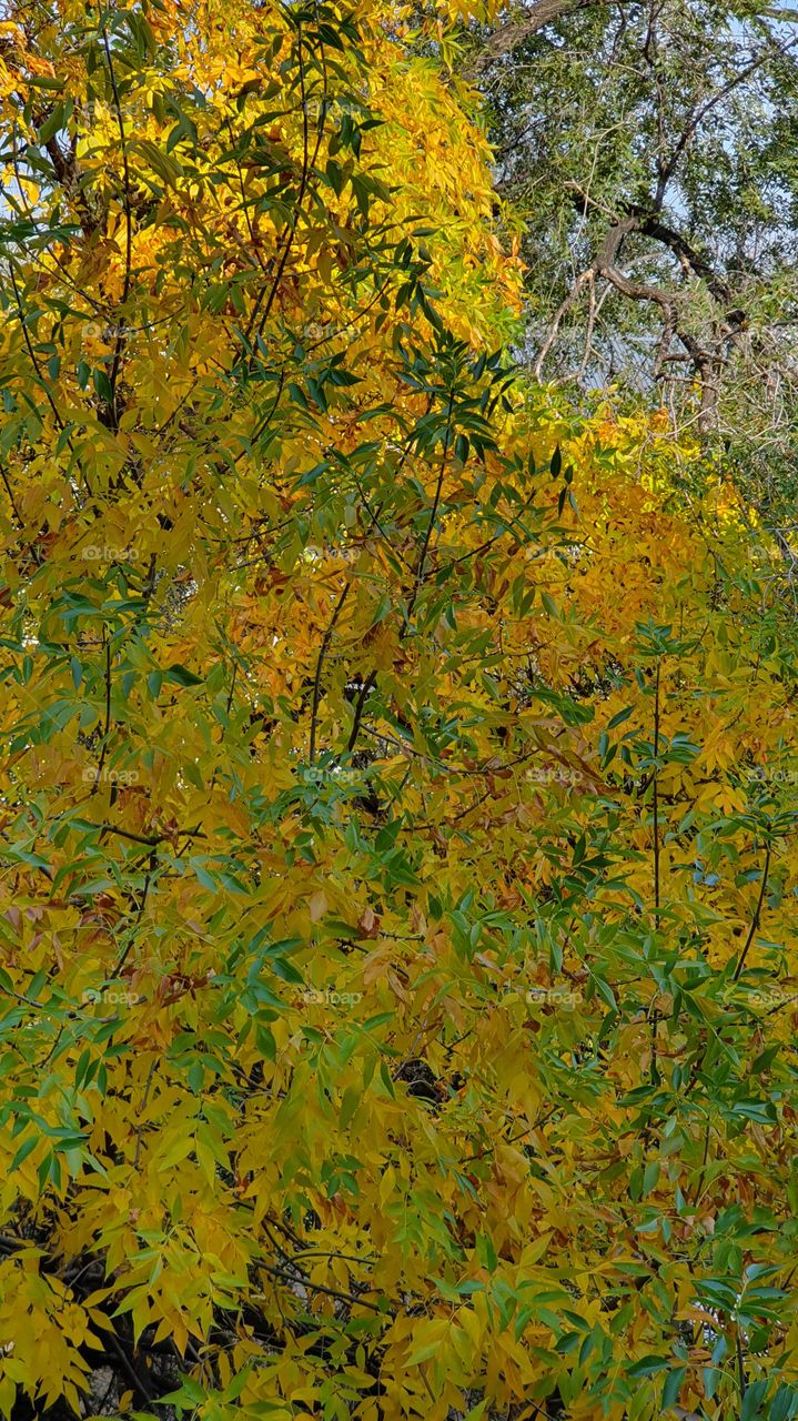 green and yellow leaves on the tree in fall