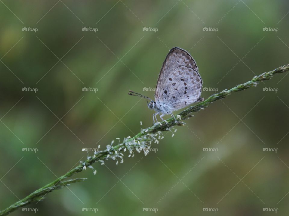 Butterfly in the morning