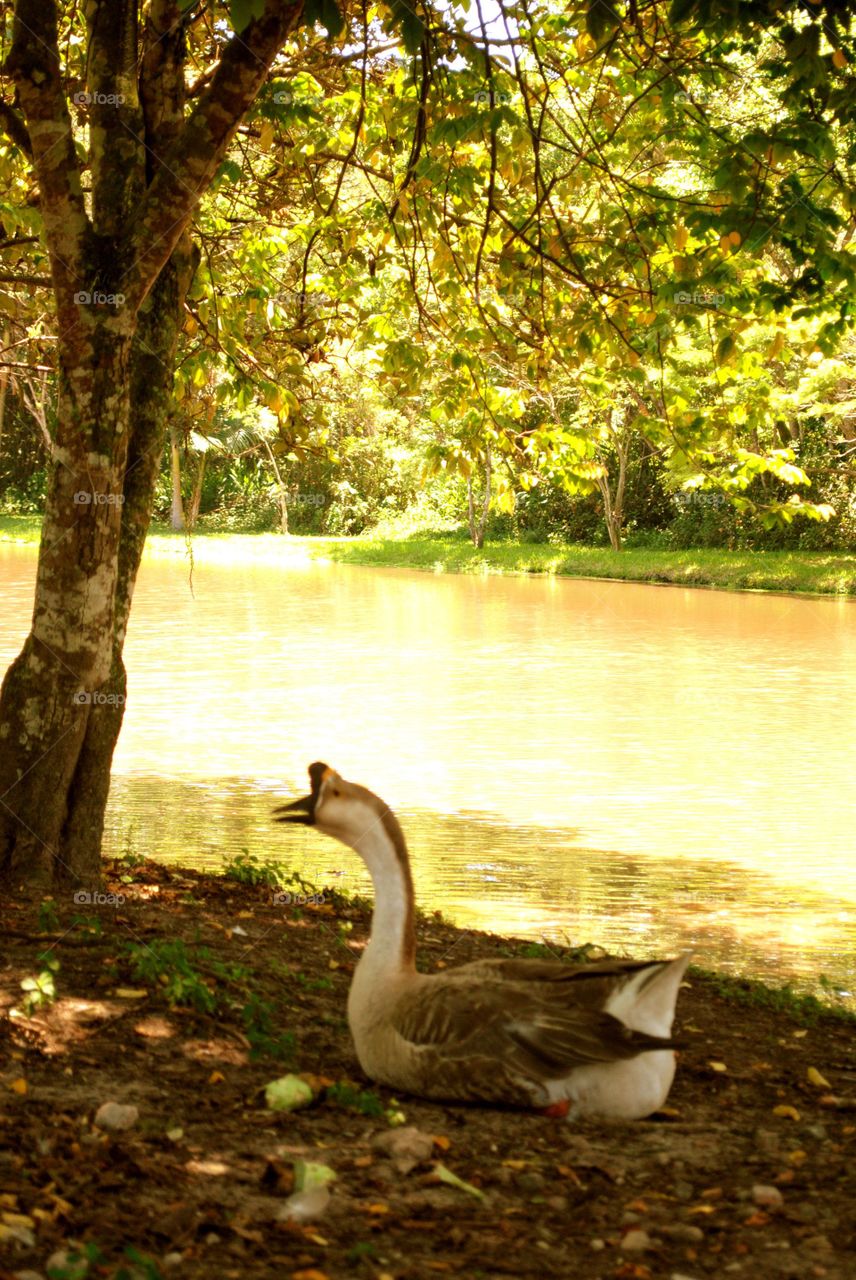 Nature, Water, Lake, Tree, Fall